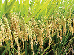 ����(y��u)9113-ˮ���N��-�зN���F(tu��n)