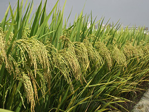 ��z6̖-ˮ���N��-�зN���F(tu��n)