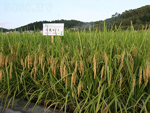 ����(y��u)673-ˮ���N��-�зN���F(tu��n)