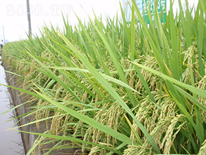 ���r(n��ng)2��(y��u)3̖-ˮ���N��-�зN���F(tu��n)