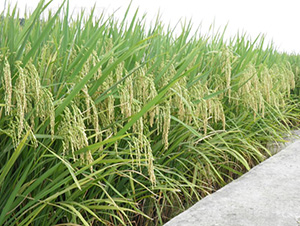 ���r(n��ng)3��(y��u)3̖-ˮ���N��-�зN���F(tu��n)