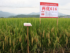 �Ƀ�(y��u)616-ˮ���N��-�зN���F(tu��n)