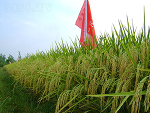 �p�Ƀ�(y��u)1̖-ˮ���N��-�зN���F(tu��n)