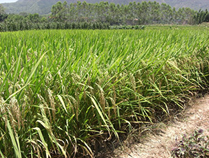 ̩�S��(y��u)656-ˮ���N��-�зN���F(tu��n)