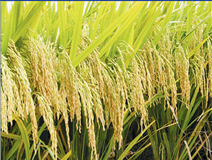 ����(y��u)617-ˮ���N��-�зN���F(tu��n)