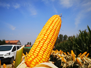 德單123-玉米種子-萬向德農(nóng)