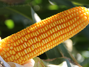 德單5號(hào)-玉米種子-萬(wàn)向德農(nóng)