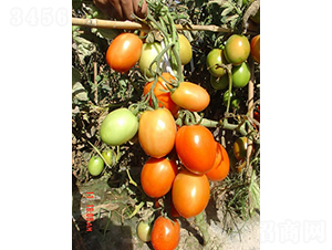 ���`����-���ѷN��-�ػͷN�I(y��)