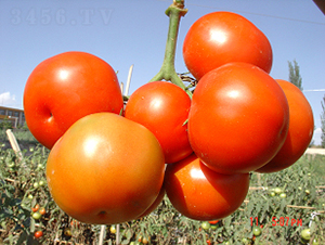 �t��1̖(h��o)-���ѷN��-�ػͷN�I(y��)