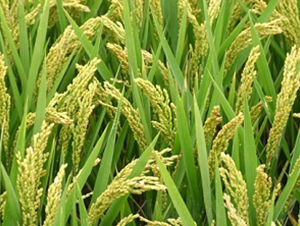 ԥ��8̖(h��o)-ˮ���N��-�ػͷN�I(y��)