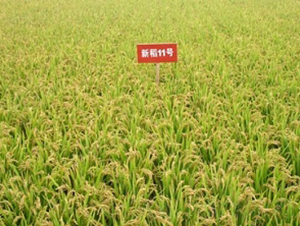 �µ�11̖(h��o)-ˮ���N��-�ػͷN�I(y��)