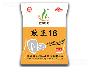 敦玉16-玉米種子-敦煌種業(yè)