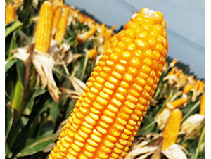 ���1̖-���׷N��-��N�I(y��)