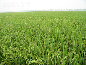 �G��1̖(h��o)-ˮ���N��-��N�I(y��)