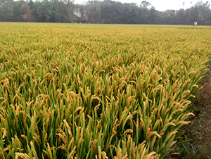 �Ŵ2̖(h��o)-ˮ���N��-��N�I(y��)