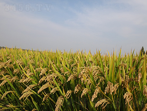 ������18̖(h��o)-ˮ���N��-��N�I(y��)