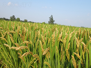 ���\(y��n)��27̖(h��o)-ˮ���N��-��N�I(y��)