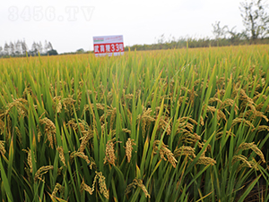 ������33̖(h��o)-ˮ���N��-��N�I(y��)