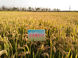 武育糯4819-水稻種子-皖墾種業(yè)