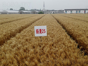 �P(y��ng)��25-С���N��-��N�I(y��)