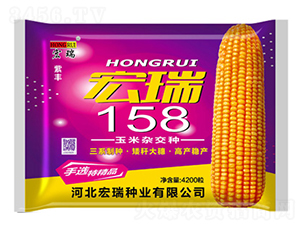 宏瑞158（袋）-玉米種子-宏瑞種業(yè)