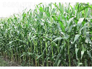 �t��688-���׷N��-�t��N�I(y��)