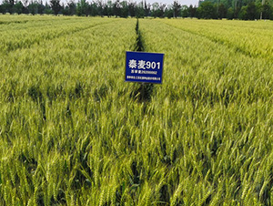 ̩��901-С���N��-�t��N�I(y��)