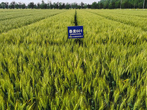 ̩��-601-С���N��-�t��N�I(y��)