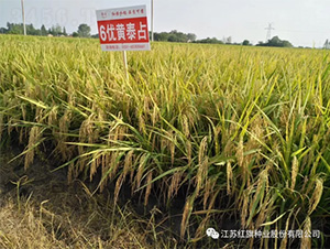 6優(yōu)黃泰占-水稻種子-紅旗種業(yè)