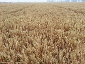 ����8̖(h��o)-С���N��-�º�N�I(y��)