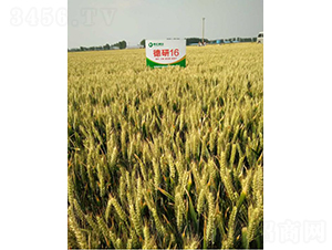 ����16-С���N��-�º�N�I(y��)