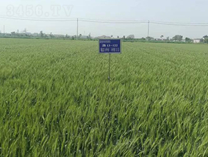 �P��31-С���N��-������