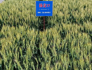 �P��37-С���N��-������