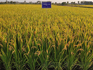 金粳糯6288-水稻種子-金土地