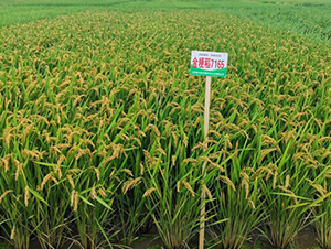 金粳稻7165-水稻種子-金土地