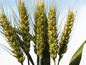 ����296-С���N��-���S�N�I(y��)