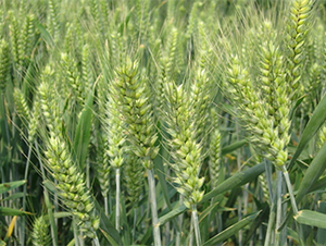 ��289-С���N��-���S�N�I(y��)