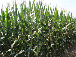 ����218-���׷N��-���S�N�I(y��)