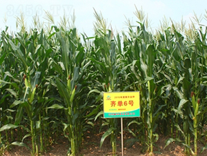 �R��6̖(h��o)-���׷N��-���S�N�I(y��)