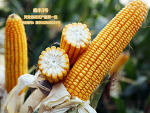 鑫豐3號(hào)-玉米種子-鑫豐種業(yè)