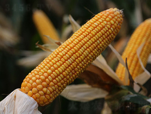 鑫豐5號(hào)-玉米種子-鑫豐種業(yè)