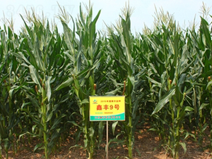 鑫豐9號(hào)-玉米種子-鑫豐種業(yè)