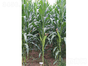 鑫研148-玉米種子-鑫豐種業(yè)