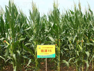 鐵源15號(hào)-玉米種子-鑫豐種業(yè)