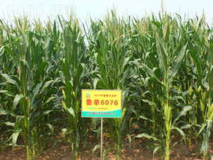 魯單6076-玉米種子-鑫豐種業(yè)