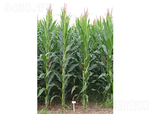 �R��805-���׷N��-���S�N�I(y��)