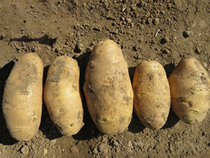 Ӣ��S��-�����N��-���S�N�I(y��)