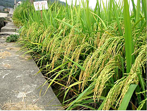 �o��(y��u)��ռ-ˮ���N��-�����N�I(y��)