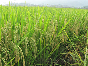 �M��(y��u)��ռ-ˮ���N��-�����N�I(y��)