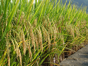 �ȃ�(y��u)��ռ-ˮ���N��-�����N�I(y��)